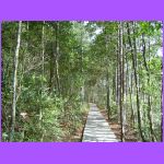 Nature Trail - UNF 2.jpg